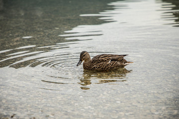 Wild ducks on lake shore in Austria