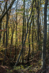 Sunlight through the trees in a forest in Germany