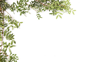 white background with border of green branches with leaves on two sides in the corner.