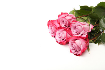 Fototapeta premium white background of blooming pastel pink flowers. roses on white background with copy space