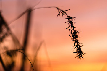 Silhouette of a long grass flower with mosquitoes on it in the magical golden hour of the sun with its orange, pink and yellow hues spilling across the sky