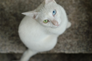 Odd eyed cat looking up at the camera © deadmanswill