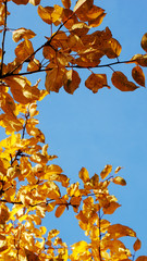 beautiful texture autumn yellowed golden leaves on tree branches on a blue background