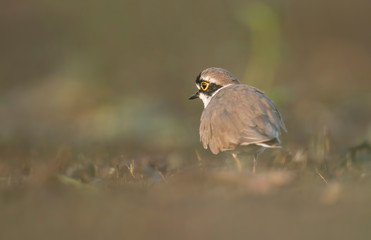 Little ringed plover back profile