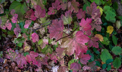 Die Blätter der Bäume im Wald leuchten in den Herbstfarben