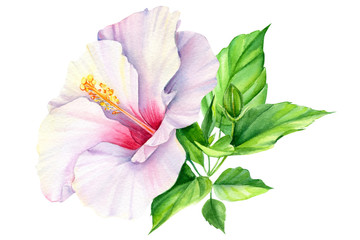 Set of hibiscus flowers, green leaves, buds. Botanical painting, on a white background, watercolor.