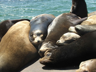 Leones marinos tomando la siesta cerca de la costa