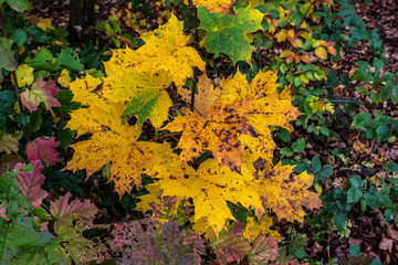 Die Blätter der Bäume im Wald leuchten in den Herbstfarben
