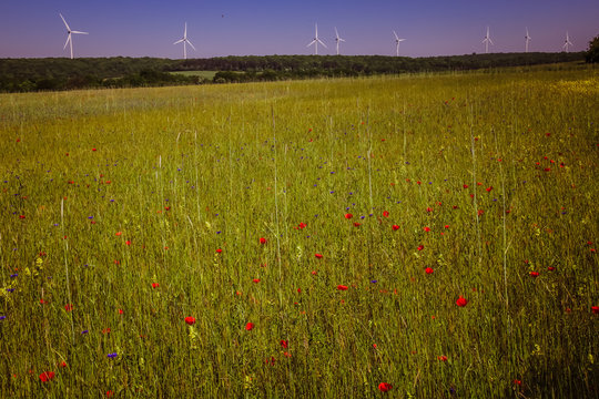 Eoliennes dans un champ fleuri pr&egrave;s de Nolay en Bourgogne