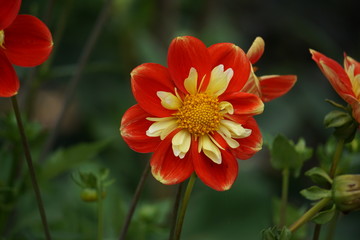 Dahlia Pooh Swan Island