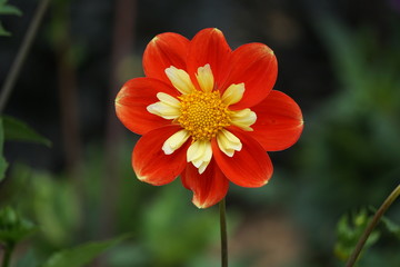 Dahlia Pooh Swan Island
