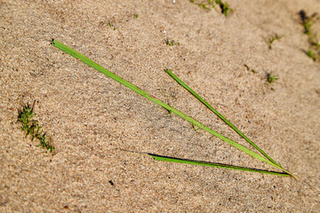 Yellow sand and green arrow made of blades of grass in the summer