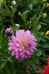 Fototapeta premium Dahlia Strawberry Ice