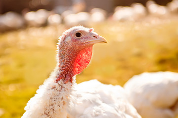 Domestic turkey close-up portrait with a sunny lawn background