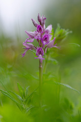 Fleur orchidée sauvage au printemps