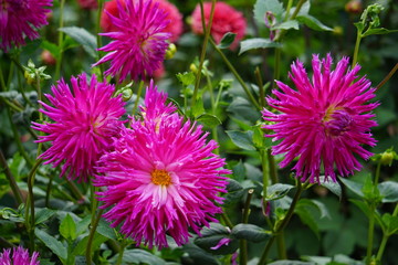 Fototapeta premium Dahlia Veritable