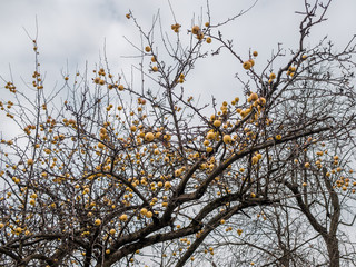 Yellow apples of Antonovka variety on bare branches on an October afternoon against a cloudy sky. Natural phenomenon.