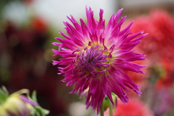 Dahlia Veritable