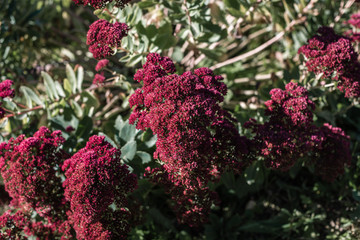 Autumn bloom in Germany