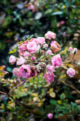 pink flower rose hip in autumn