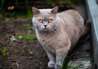 Naklejka na ściany i meble Sweet cat on green grass. British cat.