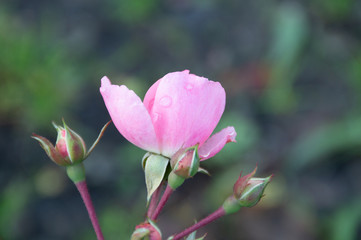 pink flower rose hip in autumn