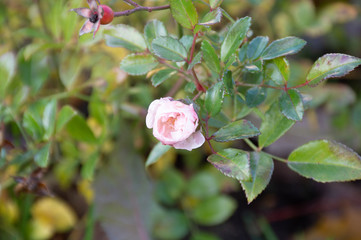 pink flower rose hip in autumn