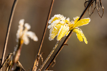 Frost