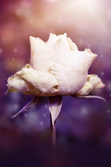 Beautiful nature white rose flower and soft blurred abstract background.