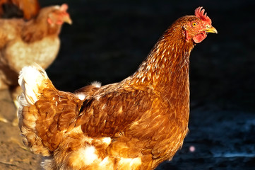 Hen walking outdoors in sunlight.