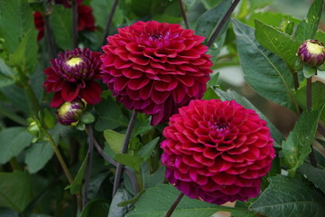 Dahlia Zirconia