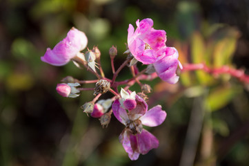 pink flower rose hip in autumn