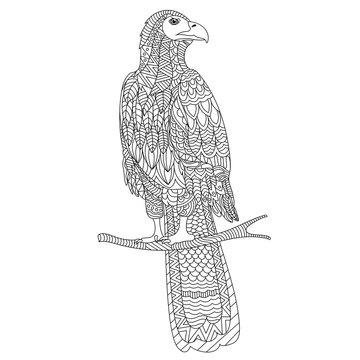 Hand drawn doodle illustration of parrot.
