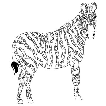 Hand drawn doodle illustration of zebra.