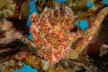 Frog fish in the Red Sea Colorful and beautiful, Eilat Israel