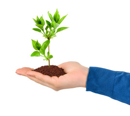 Hand and plant