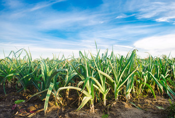 Fototapeta premium Leek plantations in the bright sunny day. Growing organic vegetables. Eco-friendly products. Agriculture and farming. Agribusiness. Plantation cultivation. Selective focus