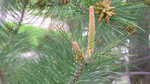 Small young cones looks like amazing flowers on pine tree branches, closeup. Growing beautiful pine cones among pine needles. Trees on wild nature, pine's life cycle morphology.