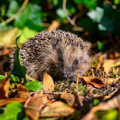 Young hedgehog (Erinaceus Europaeus) in the garden between dry foliage on a sunny autumn day.