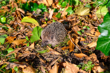 Young hedgehog (Erinaceus Europaeus) in the garden between dry foliage on a sunny autumn day.