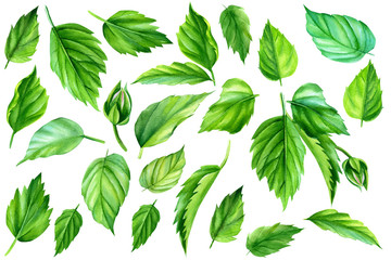 Set of green leaves on an isolated white background, watercolor painting, hand drawing Exotic tropic floral object for your poster, flayer, banner print design. 