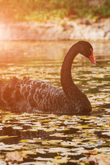a black swan swims on a lake with yellow leaves on a beautiful autumn, sunny day. the bird is cleaning its feathers.