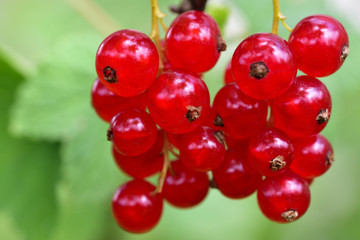 Closeup of red fresh currants hanging on a bush against green background