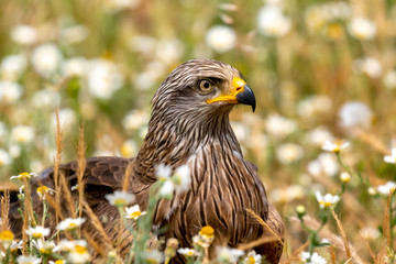 Close-up portrait of a Brown Kite