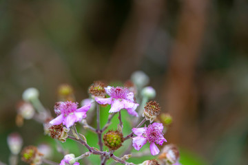 Pink wild raspberry flowers on a blurry background
