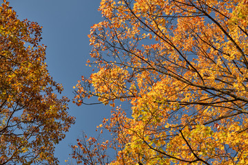 Autumnal background with the colorful tree tops of maple and oak trees against the bright blue sky on a beautiful sunny autumn day in October in Germany