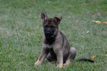 German Sheppard Puppies