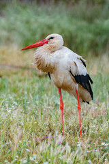 Elegant white stork