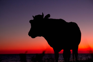 Silhouette of cow on sunset background. Cow standing at a beautiful sunset. Place for text or...