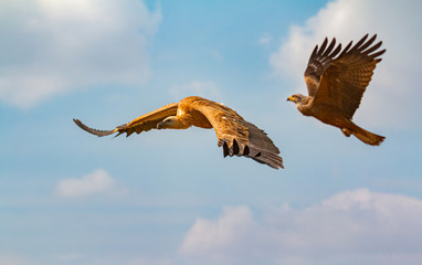 Big brown vulture and a eagle in flight